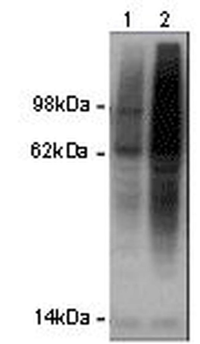 Ubiquitin Antibody in Western Blot (WB)