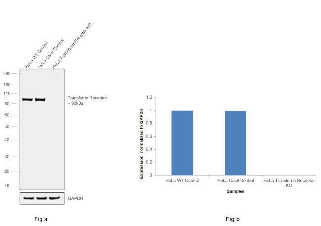 Transferrin Receptor Antibody