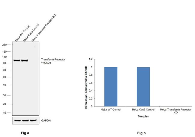 Transferrin Receptor Antibody in Western Blot (WB)