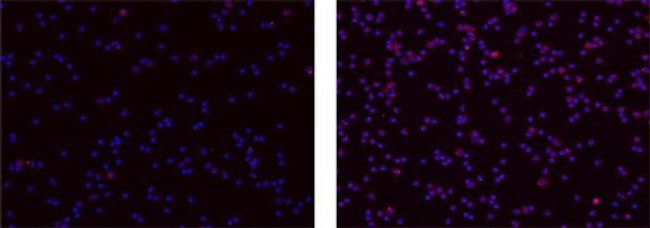 IL-37 Antibody in Immunocytochemistry (ICC/IF)