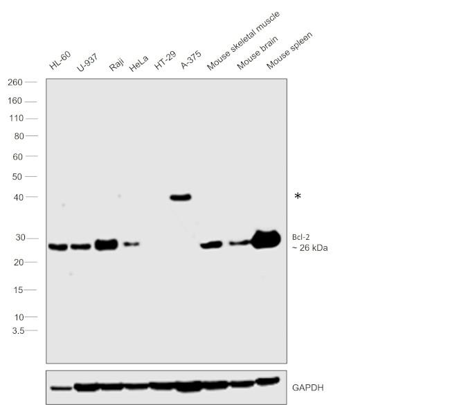 Bcl-2 Antibody in Western Blot (WB)