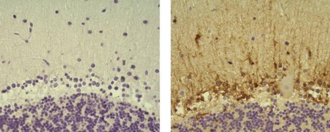 ALDH1L1 Antibody in Immunohistochemistry (Paraffin) (IHC (P))