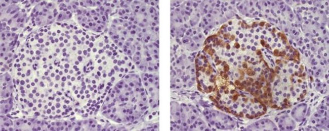 Glucagon Antibody in Immunohistochemistry (Paraffin) (IHC (P))