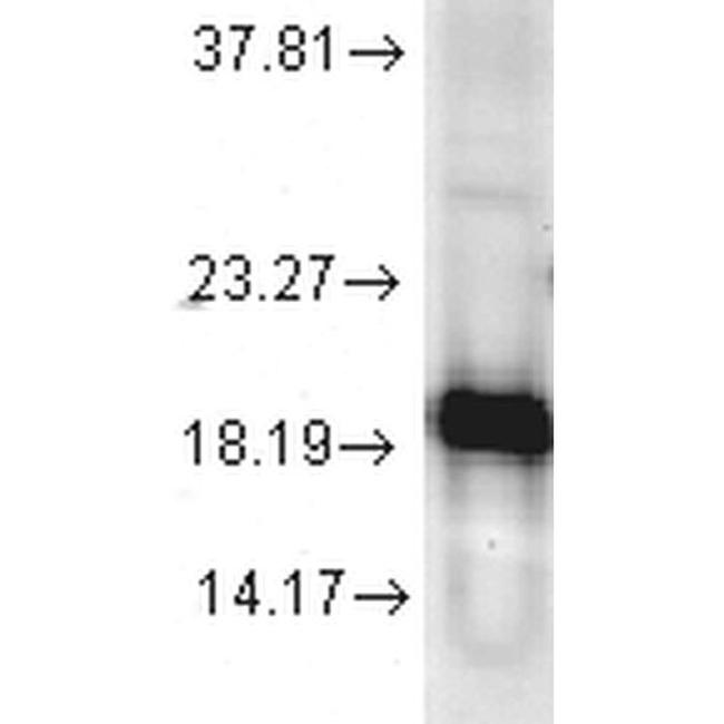 Superoxide dismutase (SOD) Cu/Zn Antibody in Western Blot (WB)