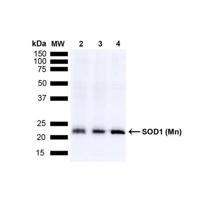 Superoxide dismutase (SOD) Mn Antibody in Western Blot (WB)