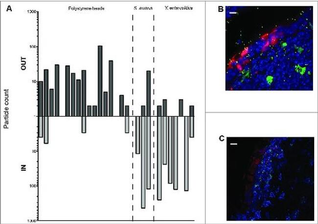 CD11c Antibody in Immunohistochemistry (IHC)