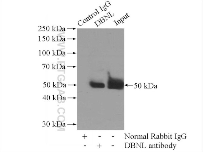 DBNL Antibody in Immunoprecipitation (IP)