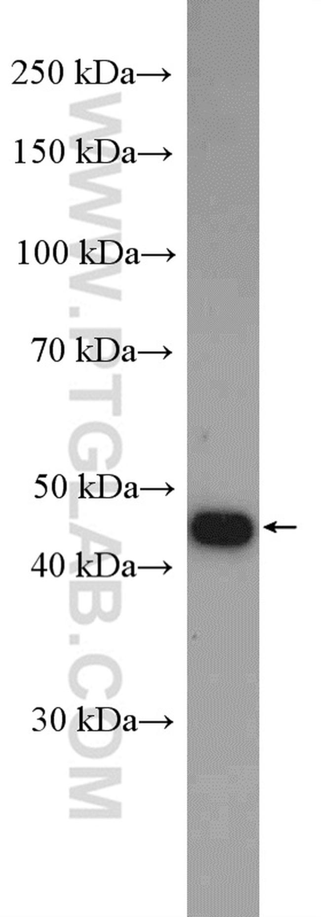 TFAP2A/AP-2 Antibody in Western Blot (WB)