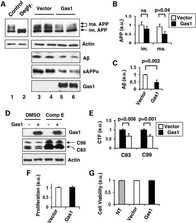 Amyloid Precursor Protein Antibody in Western Blot (WB)