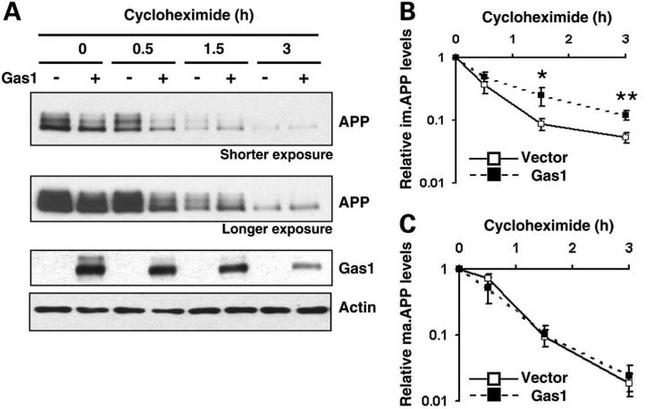 Amyloid Precursor Protein Antibody in Western Blot (WB)