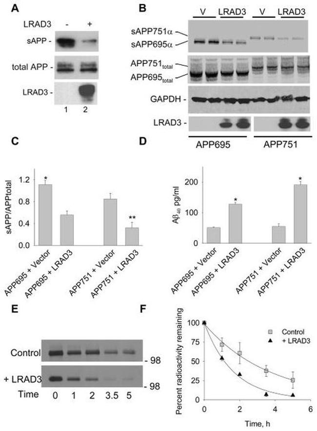 Amyloid Precursor Protein Antibody in Western Blot (WB)