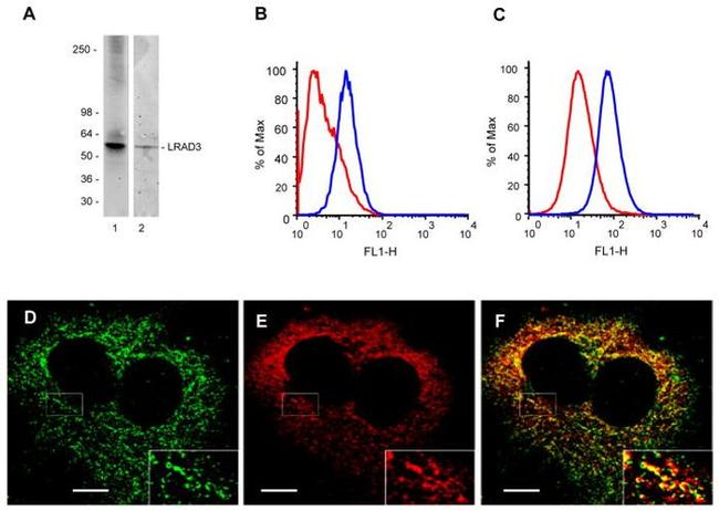 Amyloid Precursor Protein Antibody in Immunocytochemistry (ICC/IF)