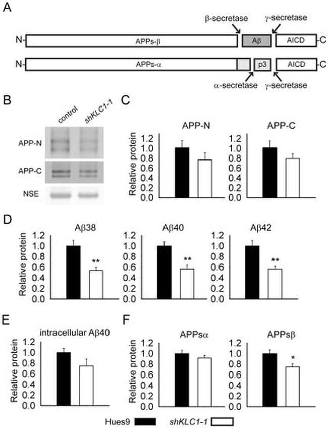 Amyloid Precursor Protein Antibody in Western Blot (WB)