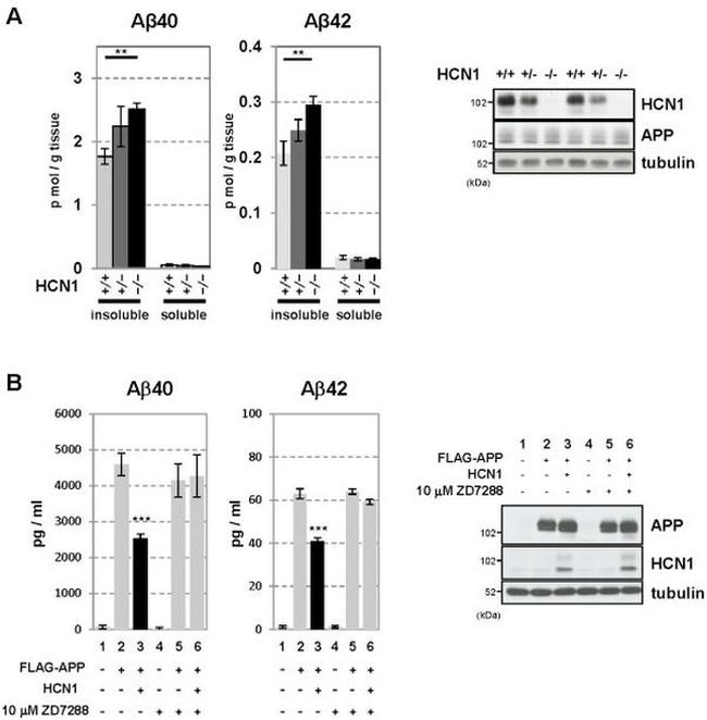 Amyloid Precursor Protein Antibody in Western Blot (WB)