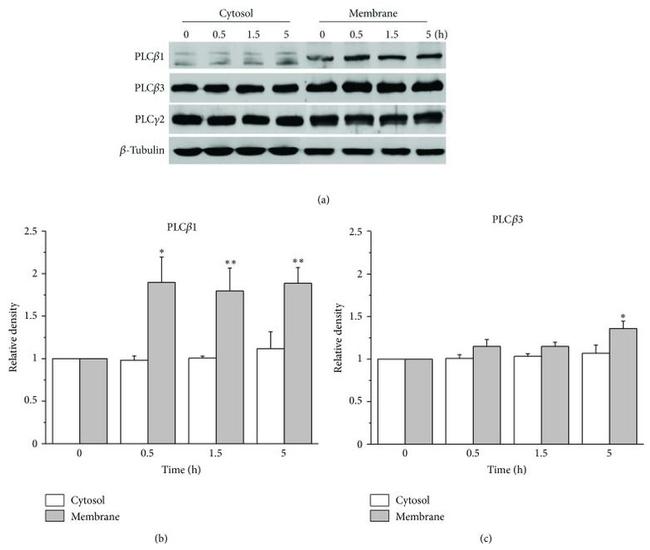 Amyloid Precursor Protein Antibody in Western Blot (WB)