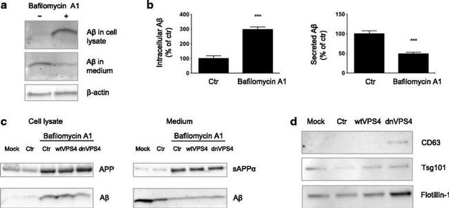 Amyloid Precursor Protein Antibody in Western Blot (WB)
