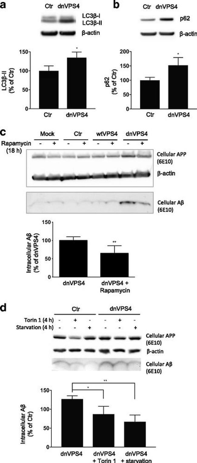 Amyloid Precursor Protein Antibody in Western Blot (WB)