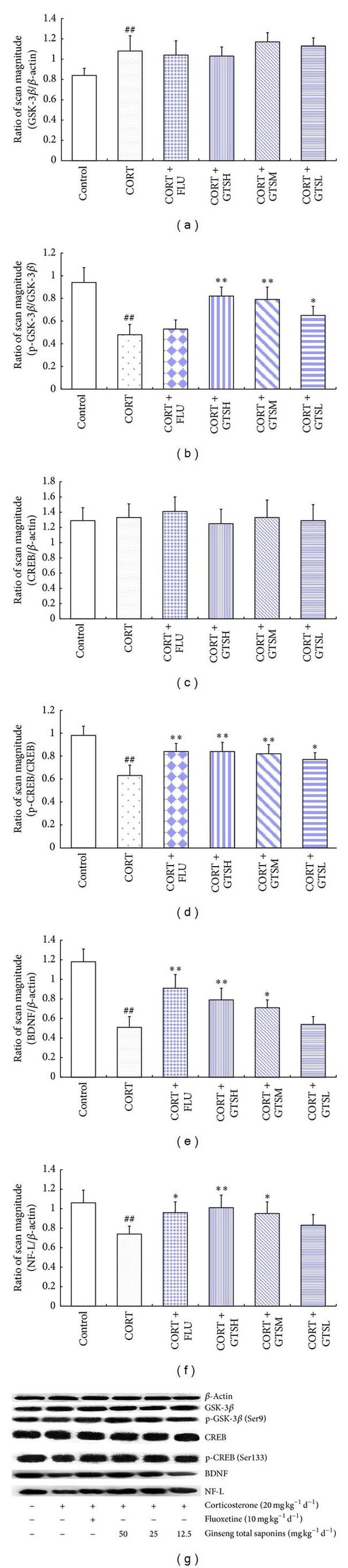 NEFL Antibody in Western Blot (WB)