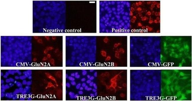 DYKDDDDK Tag Antibody in Immunocytochemistry, Immunohistochemistry (ICC/IF, IHC)