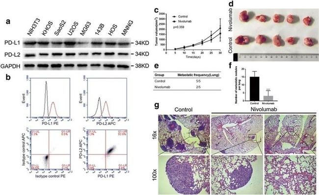 CD273 (B7-DC) Antibody in Flow Cytometry (Flow)