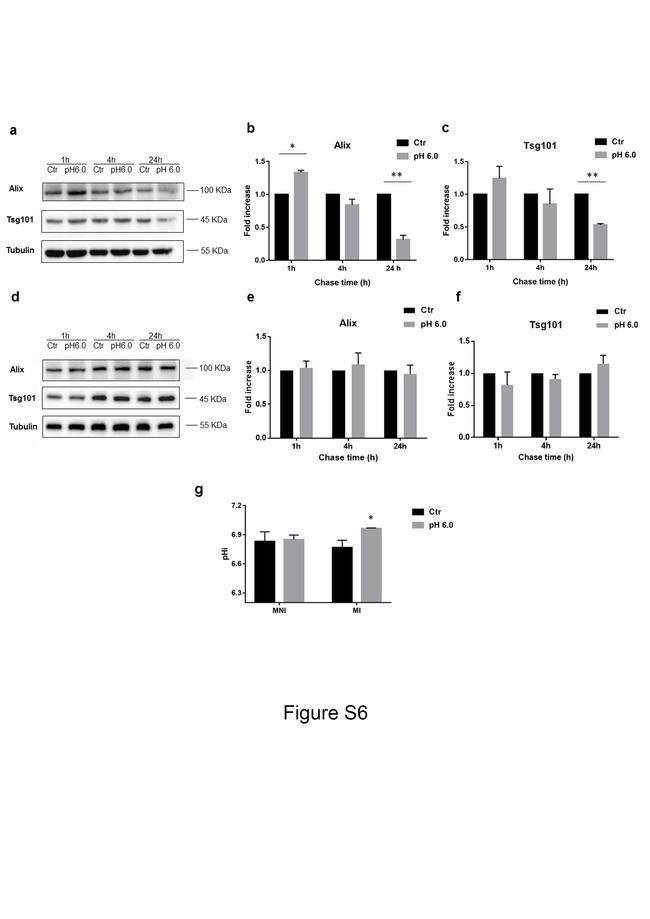 Alix Antibody in Western Blot (WB)