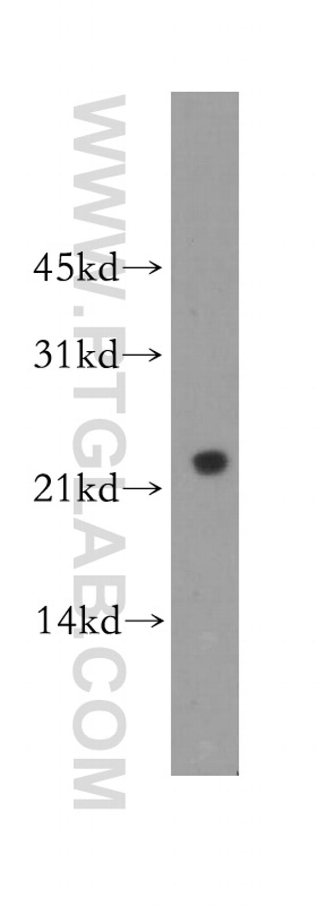 ARL8B Antibody in Western Blot (WB)