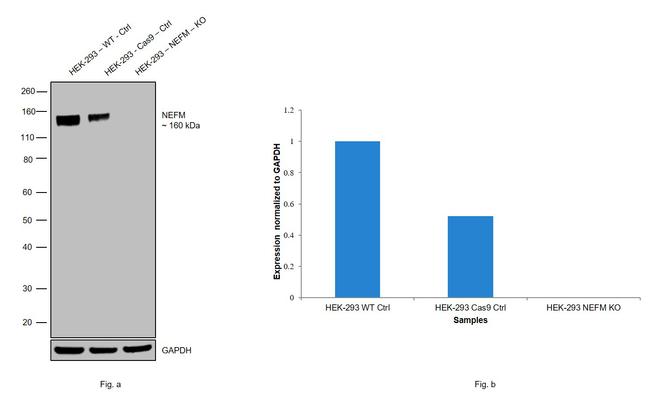 NEFM Antibody in Western Blot (WB)