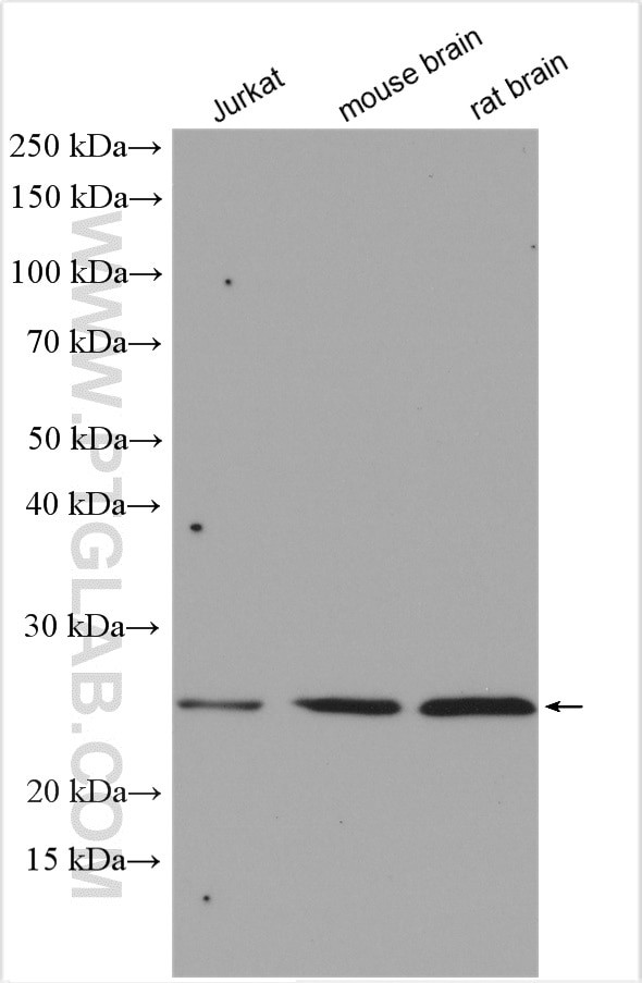 RAB37 Antibody in Western Blot (WB)