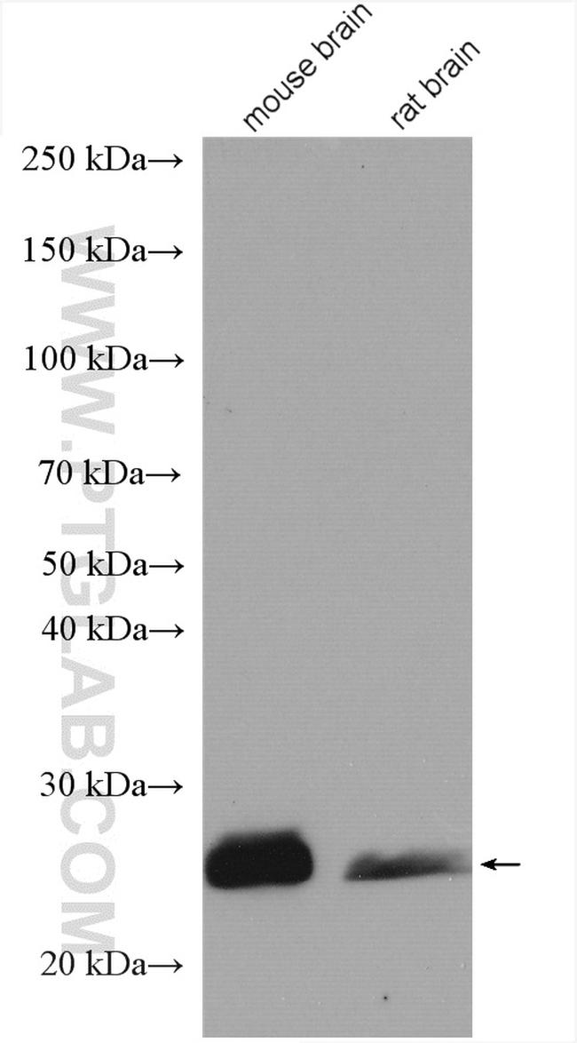 RAB37 Antibody in Western Blot (WB)