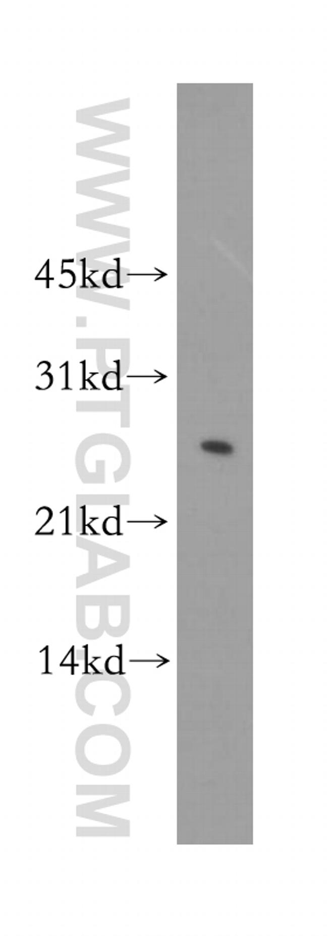 LXN Antibody in Western Blot (WB)