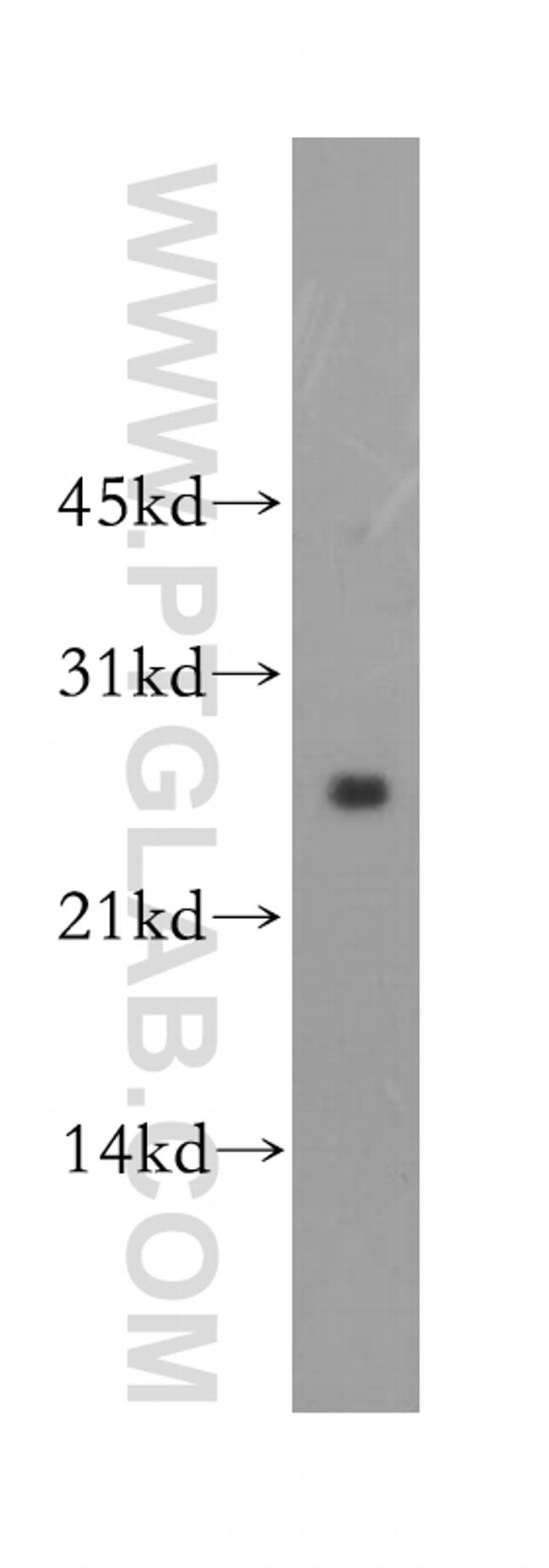 LXN Antibody in Western Blot (WB)