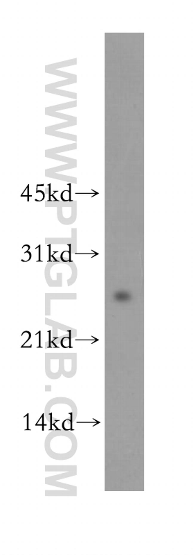 LXN Antibody in Western Blot (WB)