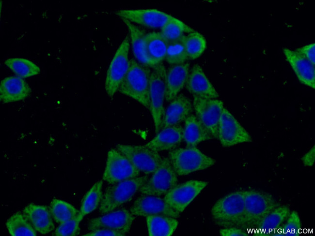 G3BP1 Antibody in Immunocytochemistry (ICC/IF)