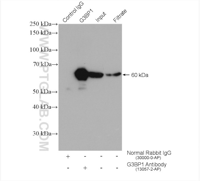 G3BP1 Antibody in Immunoprecipitation (IP)