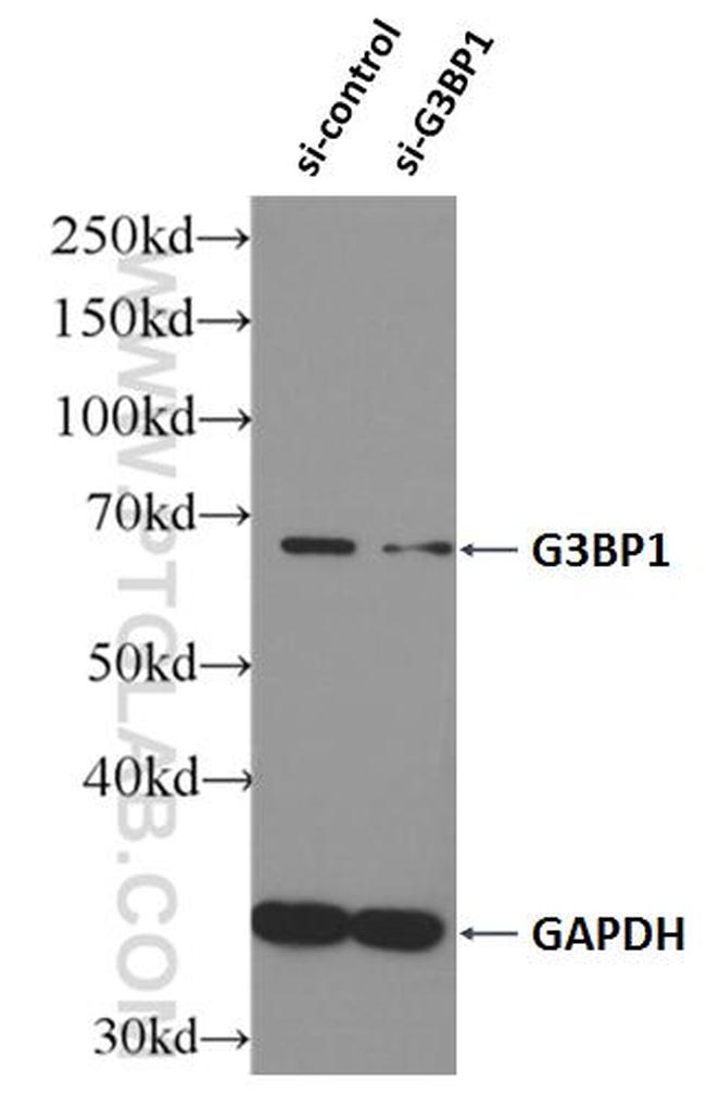 G3BP1 Antibody in Western Blot (WB)