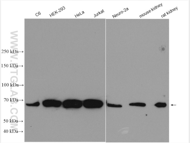 G3BP1 Antibody in Western Blot (WB)