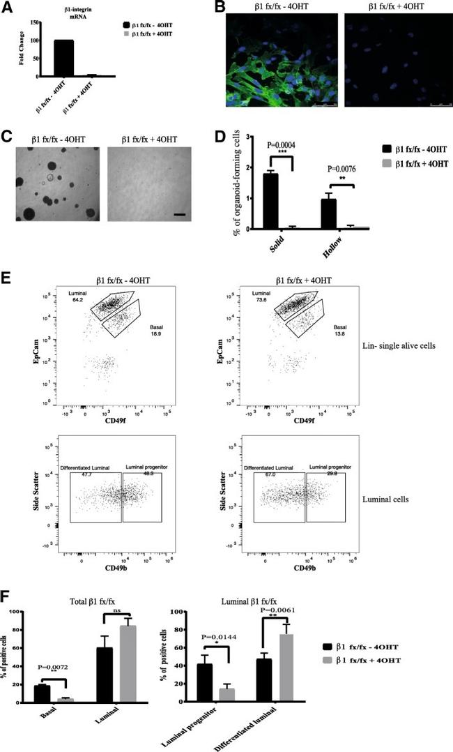 CD29 (Integrin beta 1) Antibody in Immunocytochemistry, Flow Cytometry (ICC/IF, Flow)