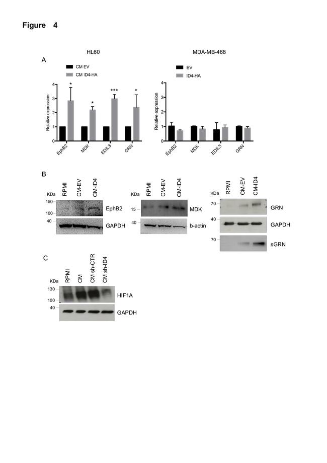 EphB2 Antibody in Western Blot (WB)