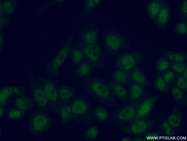 CDK2AP1 Antibody in Immunocytochemistry (ICC/IF)