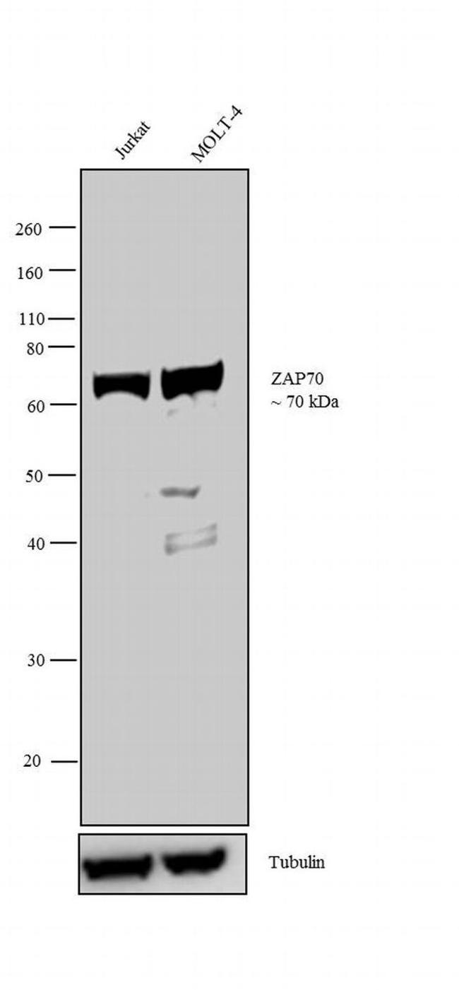 Zap-70 Antibody in Western Blot (WB)