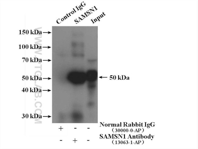 SAMSN1 Antibody in Immunoprecipitation (IP)