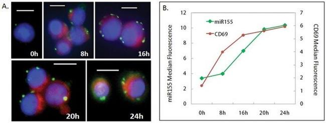 CD69 Antibody in Immunocytochemistry, Flow Cytometry (ICC/IF, Flow)