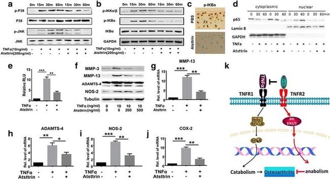 ADAMTS4 Antibody in Western Blot (WB)