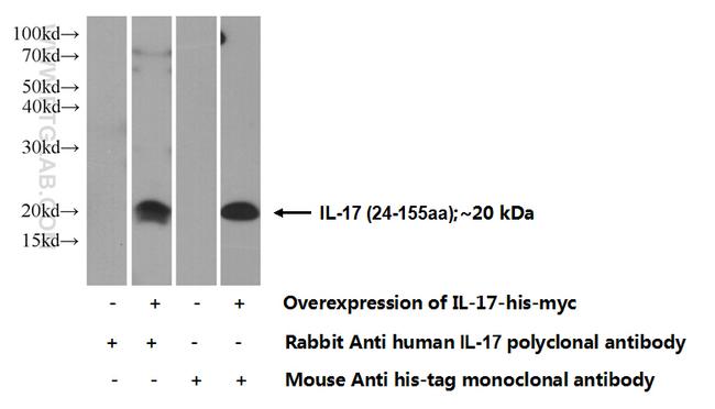 IL-17 Antibody in Western Blot (WB)