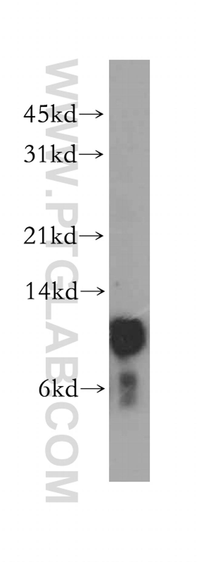 TRX2 Antibody in Western Blot (WB)