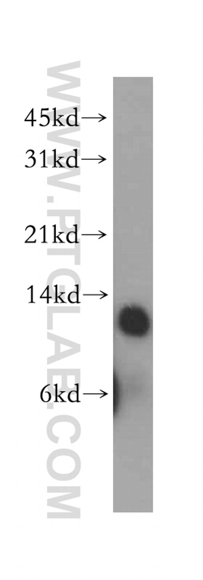 TRX2 Antibody in Western Blot (WB)