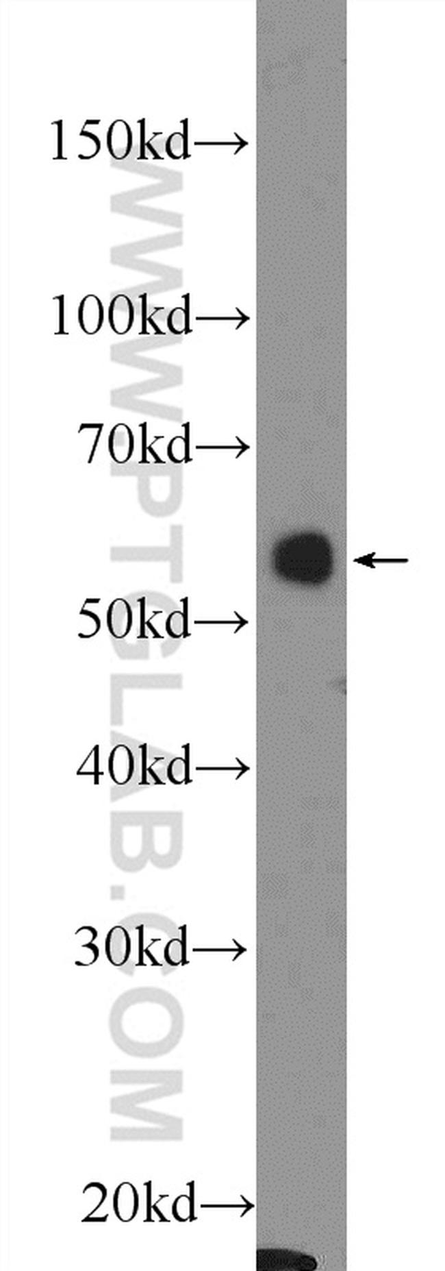 DCT Antibody in Western Blot (WB)