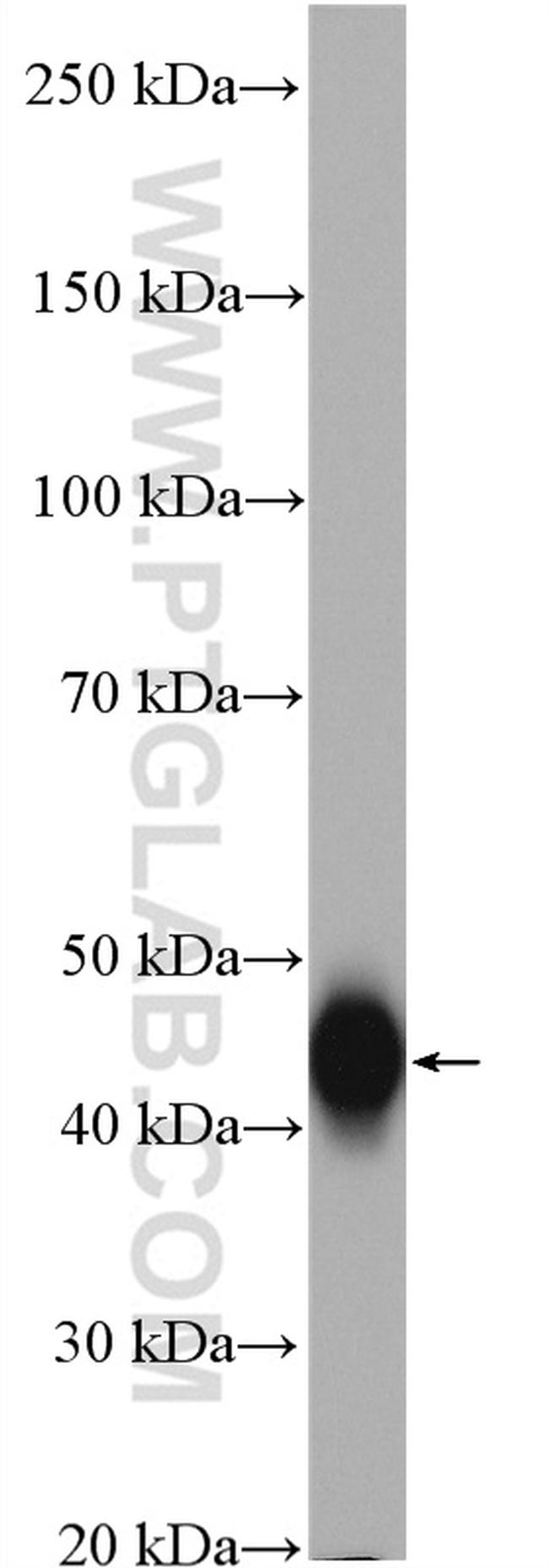 FAS/CD95 Antibody in Western Blot (WB)