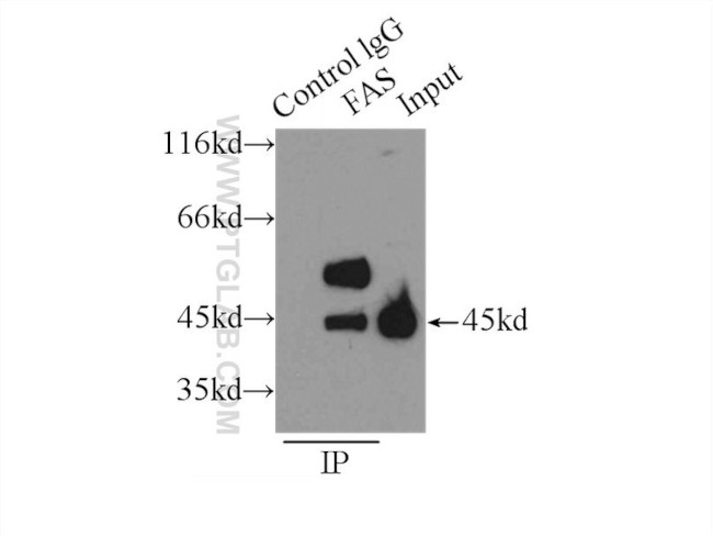 FAS/CD95 Antibody in Immunoprecipitation (IP)