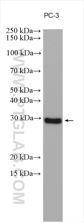 SNAI1 Antibody in Western Blot (WB)